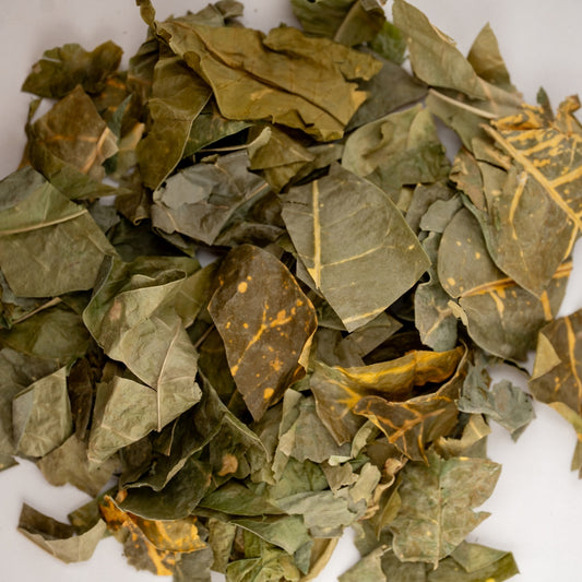 Pavana Leaves | Croton Tiglium | Dr Sebi Approved Alkaline Herb