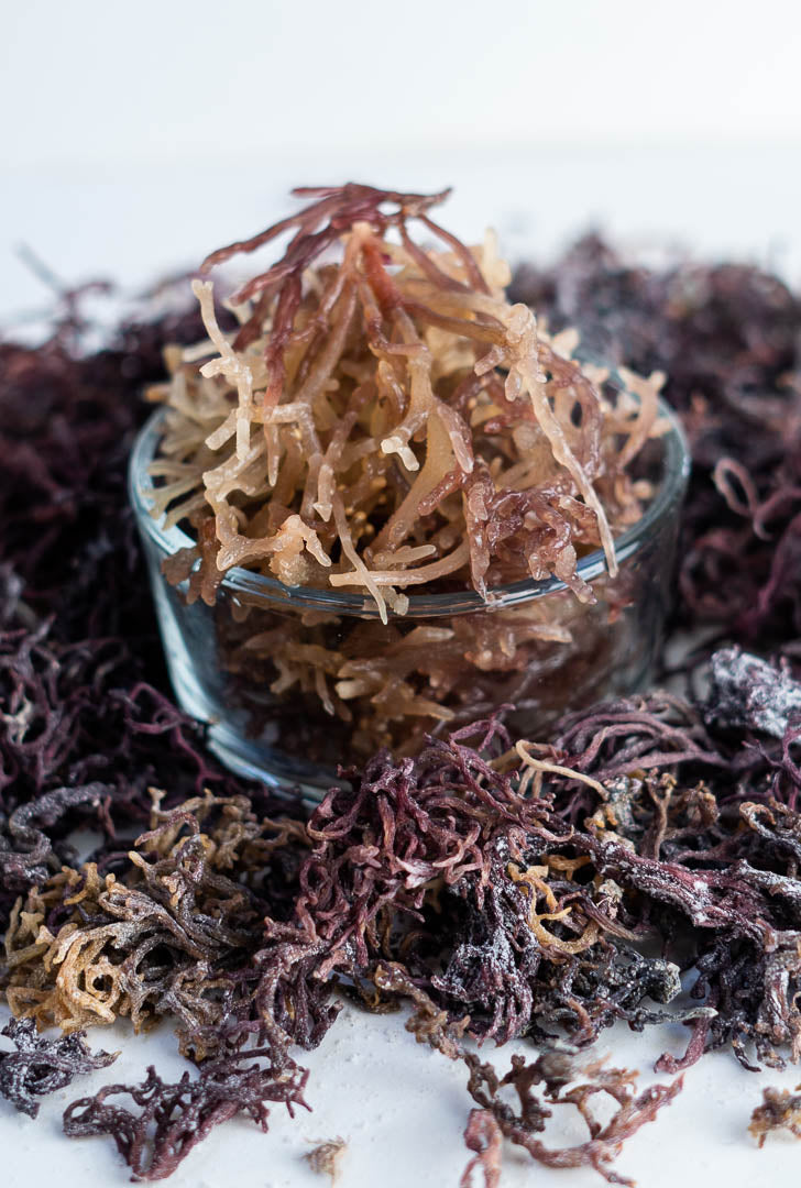 Jamaican (Thick) Purple-Gold Irish Sea Moss