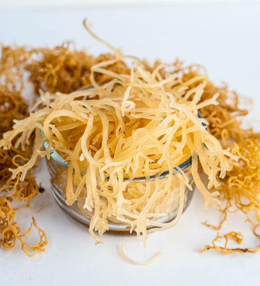 Jamaican Gold Irish Sea Moss