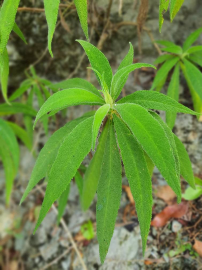 Jamaican Search Me Heart (Heart Bush) 1 oz