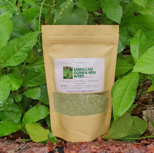 Jamaican Guinea Hen Weed (Anamu)