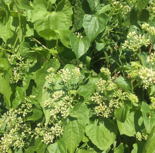 Breathe Easy Herbal Blend for Respiratory Immune Support - Yaga Lifestyle