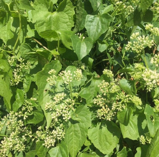 Breathe Easy Herbal Blend for Respiratory Immune Support - Yaga Lifestyle