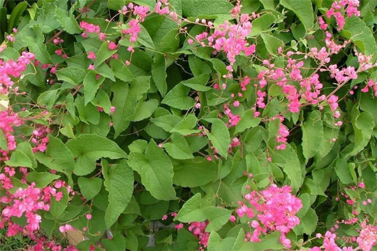 Breathe Easy Herbal Blend for Respiratory Immune Support - Yaga Lifestyle