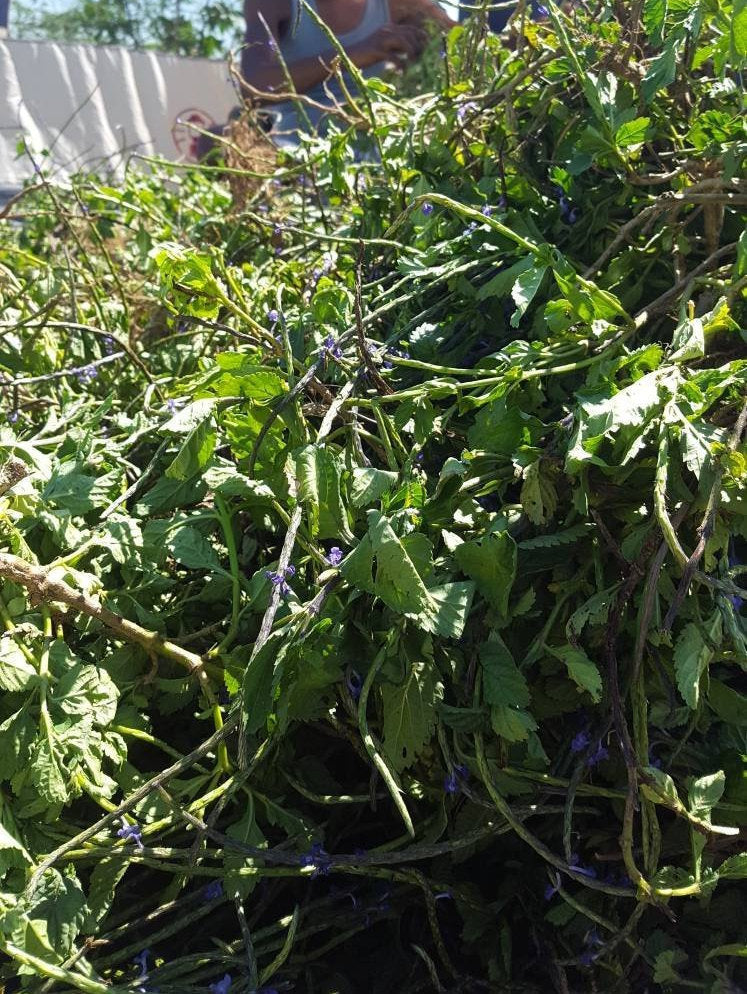 Jamaican Blue Vervain (Wildcrafted) - Yaga Lifestyle