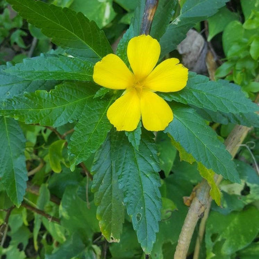 Jamaican Damiana (Ramgoat Dash Along) - Yaga Lifestyle