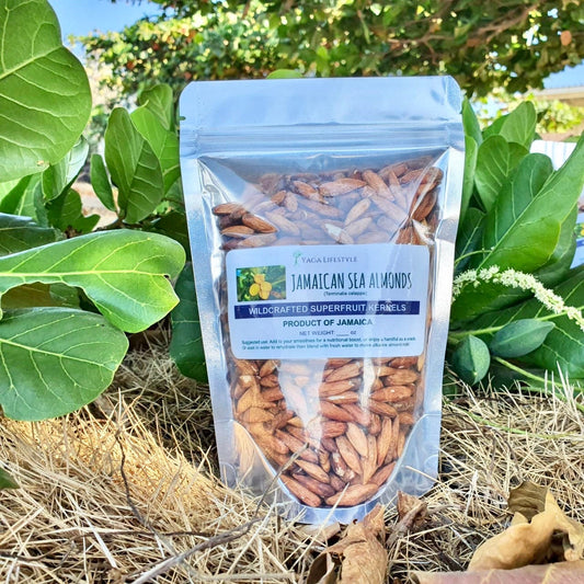 Jamaican Tropical Sea Almond Nut (Raw, Wildcrafted, Superfood Kernel) - Yaga Lifestyle