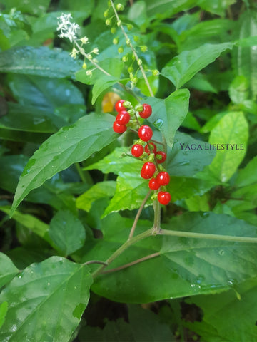 Jamaican Dog Blood Bush - Does this herb really boost fertility?