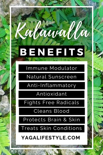 Jamaican Kalawalla Herb (Calaguala, Samambaia) - Uses and Benefits | Yaga Lifestyle