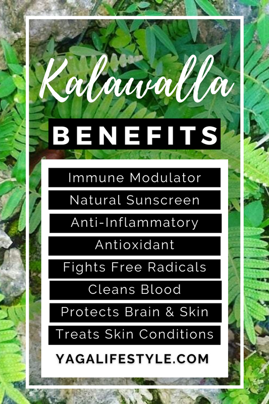 Jamaican Kalawalla Herb (Calaguala, Samambaia) - Uses and Benefits | Yaga Lifestyle