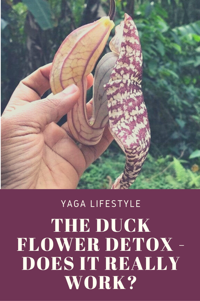 The Potent DUCK FLOWER, Natural & Powerful DETOX