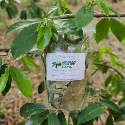 Jamaican Soursop Leaves (Hand-picked, Air-dried whole leaves)