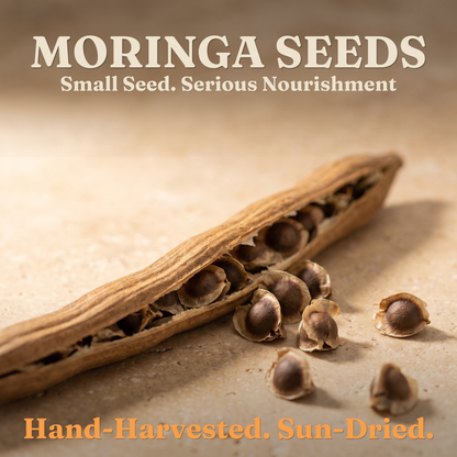 Jamaican Moringa Oleifera Seeds (Raw, Organic)