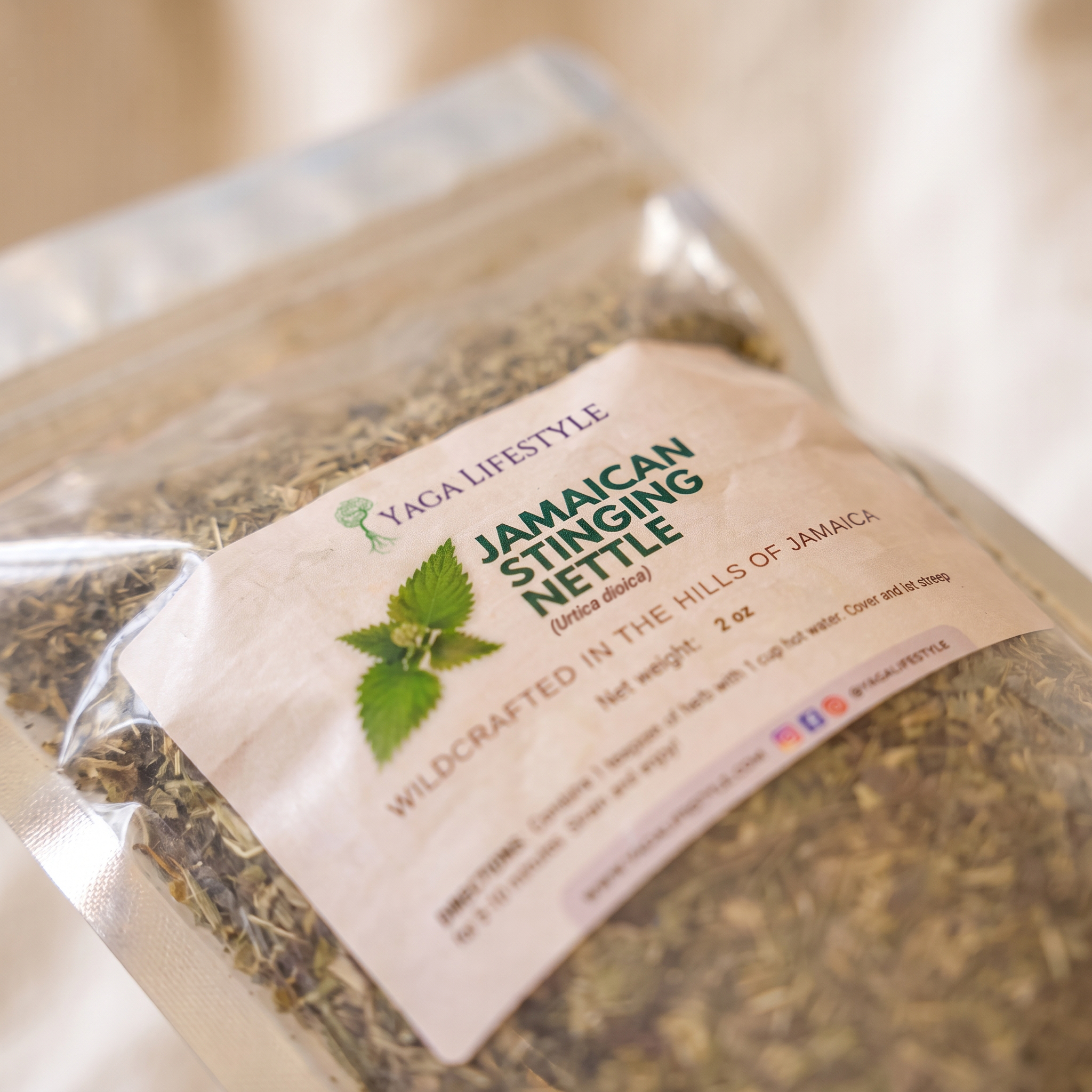Jamaican Stinging Nettle