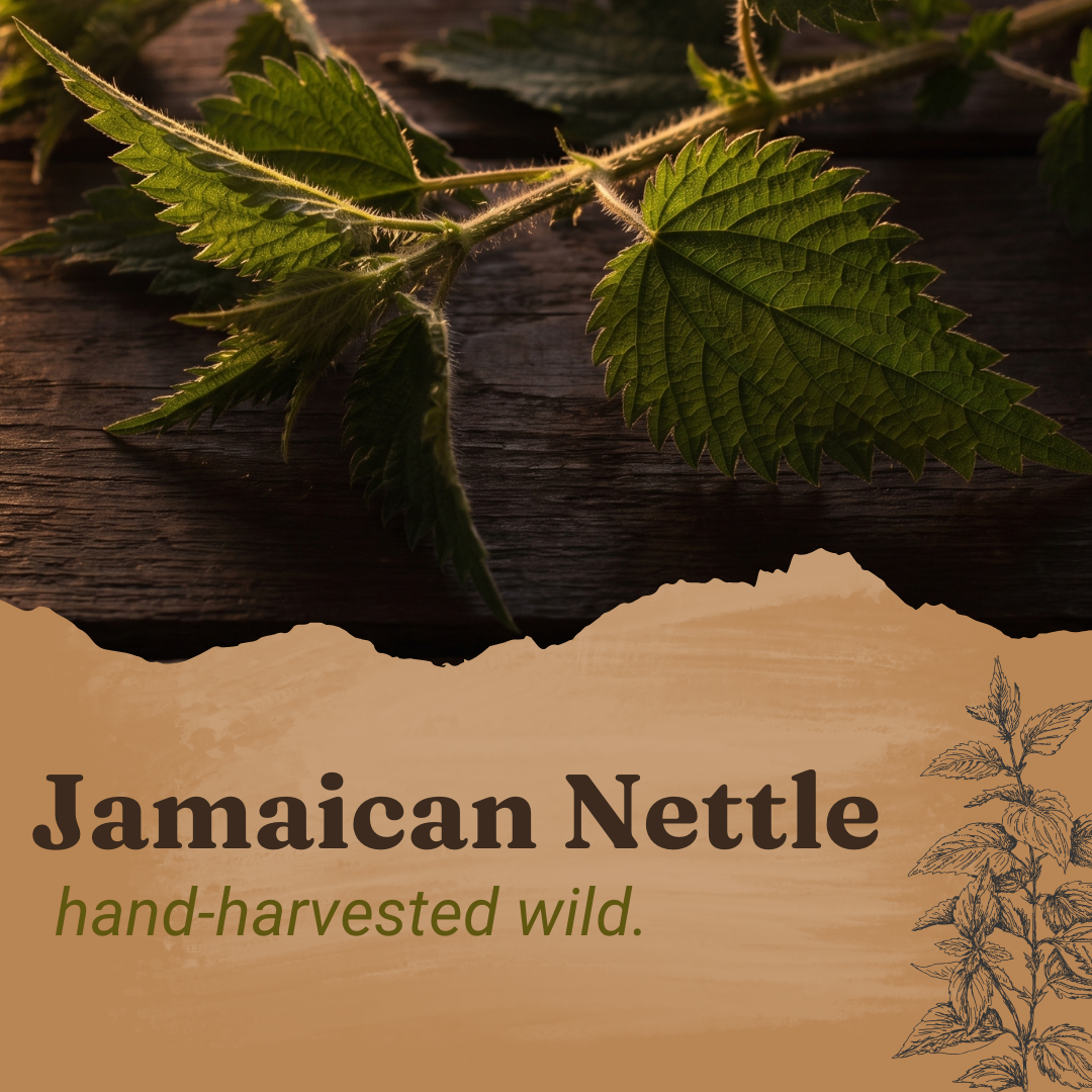 Jamaican Stinging Nettle