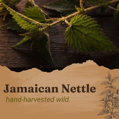 Jamaican Stinging Nettle