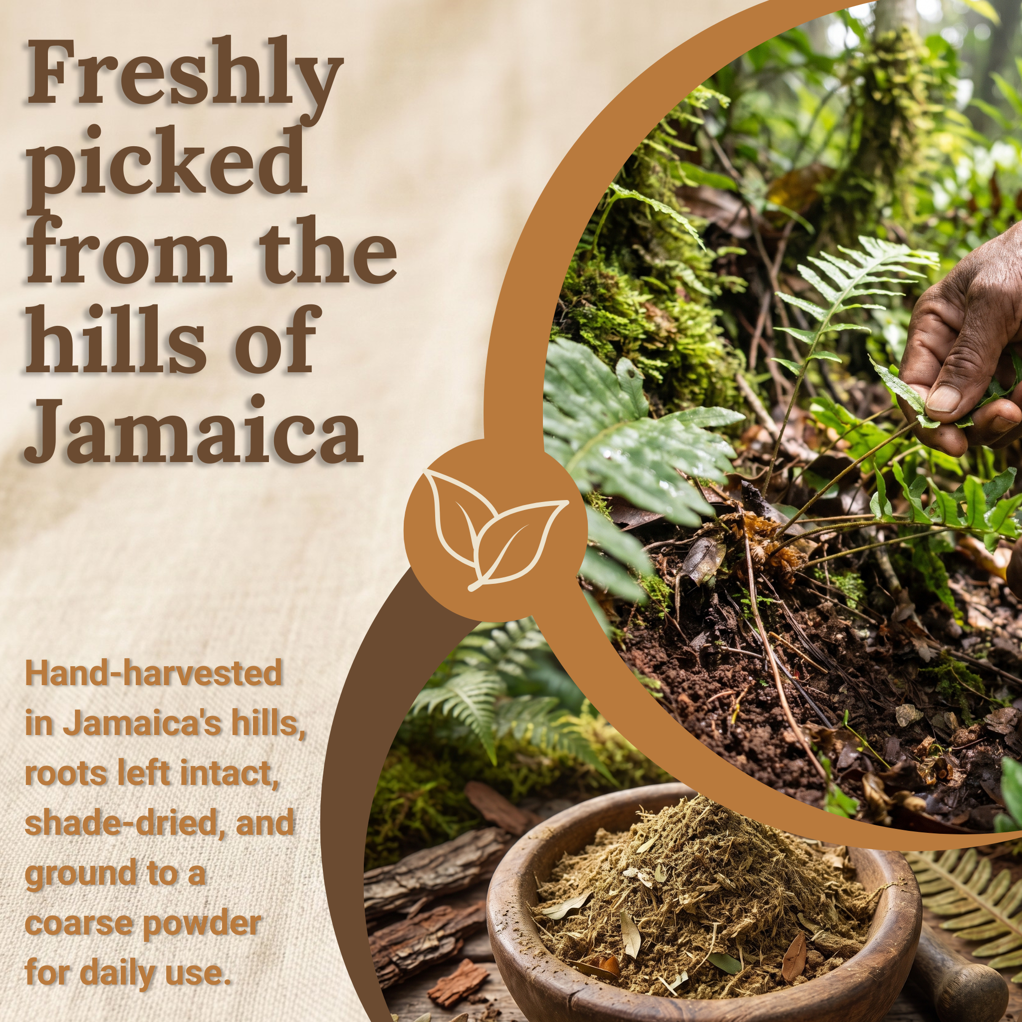 Jamaican Kalawalla Herb | Calaguala | Polypodium Sp. | 2 oz coarse powder