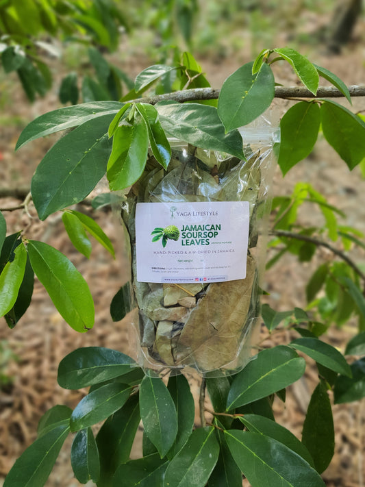 Jamaican Soursop Leaves (Hand-picked, Air-dried whole leaves)