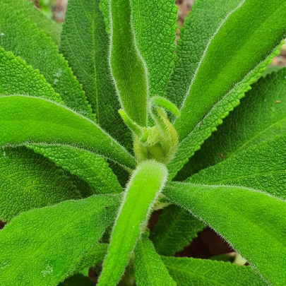Jamaican Search Me Heart (Heart Bush) 1 oz