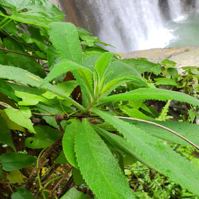 Jamaican Search Me Heart (Heart Bush) 1 oz