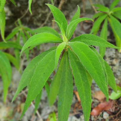 Jamaican Search Me Heart (Heart Bush) 1 oz