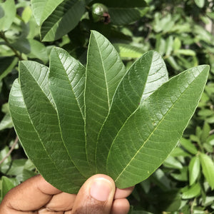 Jamaican Guava Leaf Tea | Organic | 2 oz coarse powder
