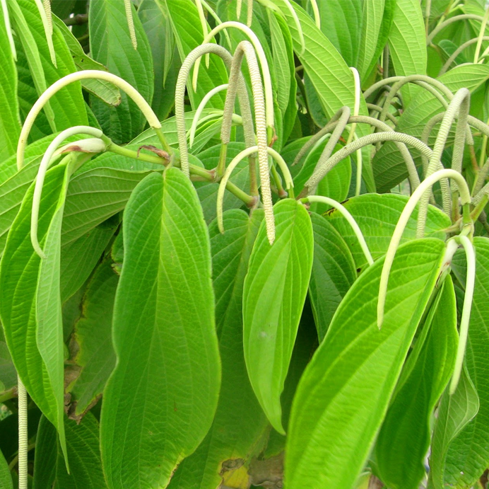 Cordoncillo Negro Herb