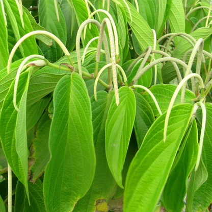 Cordoncillo Negro Herb