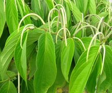 Cordoncillo Negro Herb