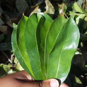 Jamaican Soursop Leaves (Hand-picked, Air-dried) - Yaga Lifestyle