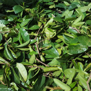 Jamaican Soursop Leaves (Hand-picked, Air-dried) - Yaga Lifestyle