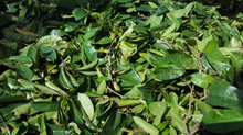 Jamaican Soursop Leaves (Hand-picked, Air-dried) - Yaga Lifestyle