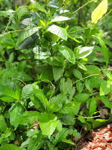 Jamaican Guinea Hen Weed (Anamu)