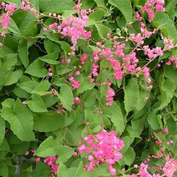 Breathe Easy Herbal Blend for Respiratory Immune Support - Yaga Lifestyle