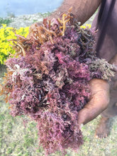 Jamaican Purple Sea Moss (Raw, Wildcrafted) - Yaga Lifestyle
