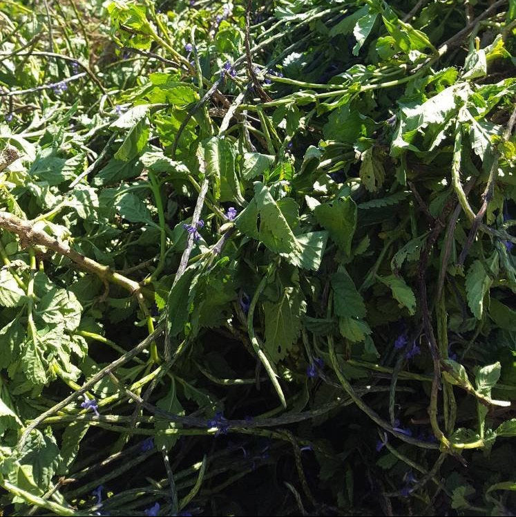 Jamaican Blue Vervain (Wildcrafted) - Yaga Lifestyle