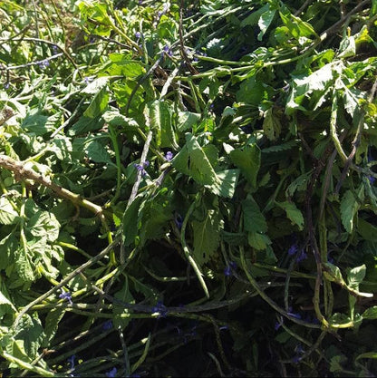Jamaican Blue Vervain (Wildcrafted) - Yaga Lifestyle