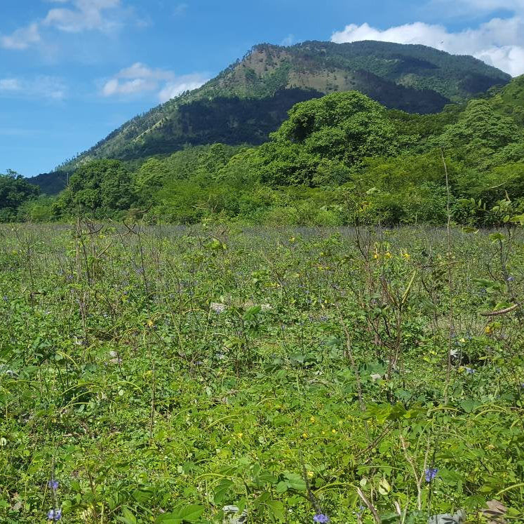 Jamaican Blue Vervain (Wildcrafted) - Yaga Lifestyle