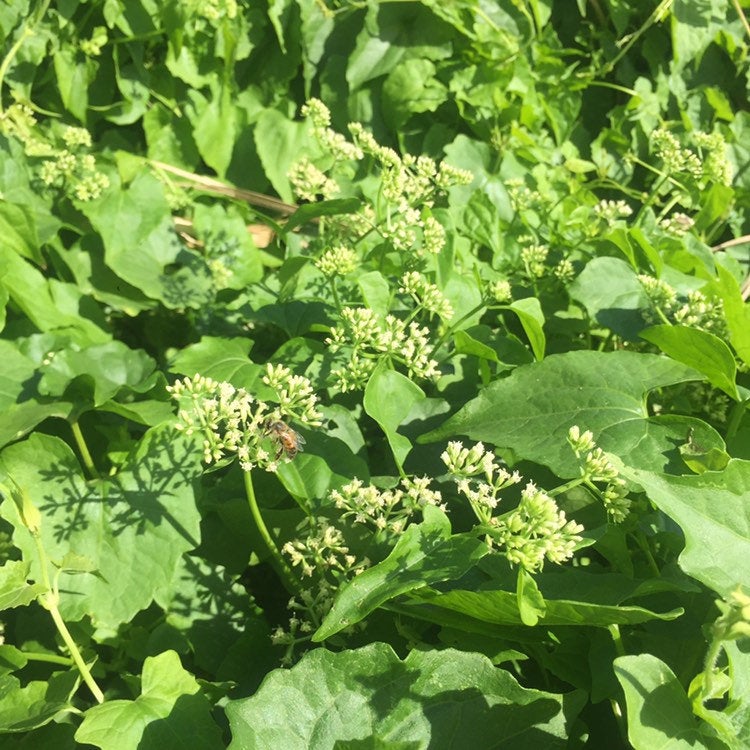 Jamaican Guaco Mikania (Wildcrafted, Air-Dried, Dr Sebi Approved Alkaline Herb) - Yaga Lifestyle