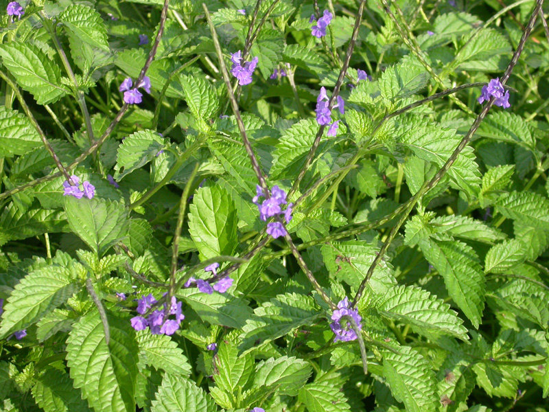 Jamaican Blue Vervain (Wildcrafted) - Yaga Lifestyle