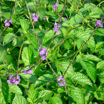 Jamaican Blue Vervain (Wildcrafted) - Yaga Lifestyle