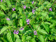 Jamaican Blue Vervain (Wildcrafted) - Yaga Lifestyle