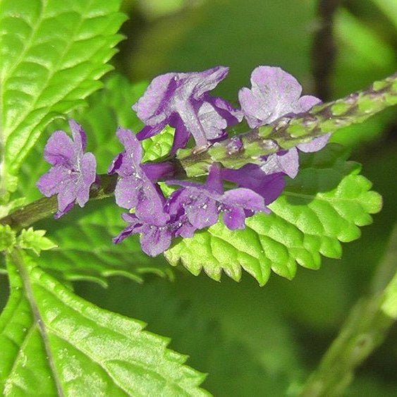 Jamaican Blue Vervain (Wildcrafted) - Yaga Lifestyle