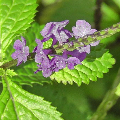 Jamaican Blue Vervain (Wildcrafted) - Yaga Lifestyle