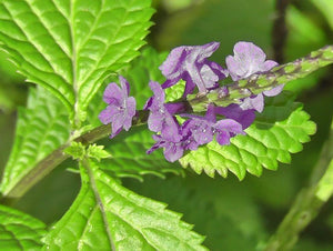 Jamaican Blue Vervain (Wildcrafted) - Yaga Lifestyle