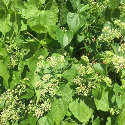 Jamaican Guaco Mikania (Wildcrafted, Air-Dried, Dr Sebi Approved Alkaline Herb) - Yaga Lifestyle