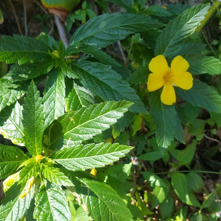 Jamaican Damiana (Ramgoat Dash Along) - Yaga Lifestyle