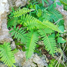 Kalawalla Herb (Wildcrafted, Jamaican) - Yaga Lifestyle