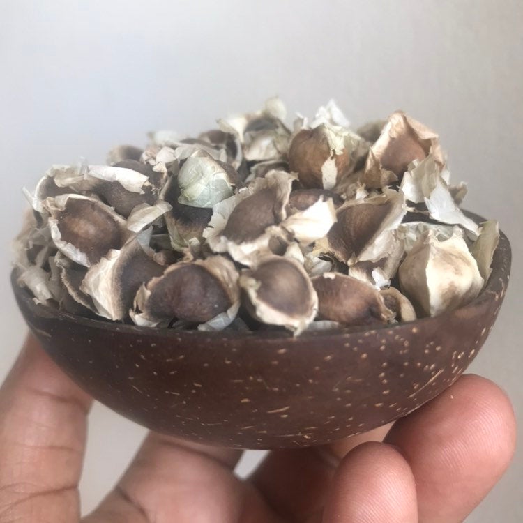 Jamaican Moringa Oleifera Seeds (Raw, Organic) - Yaga Lifestyle