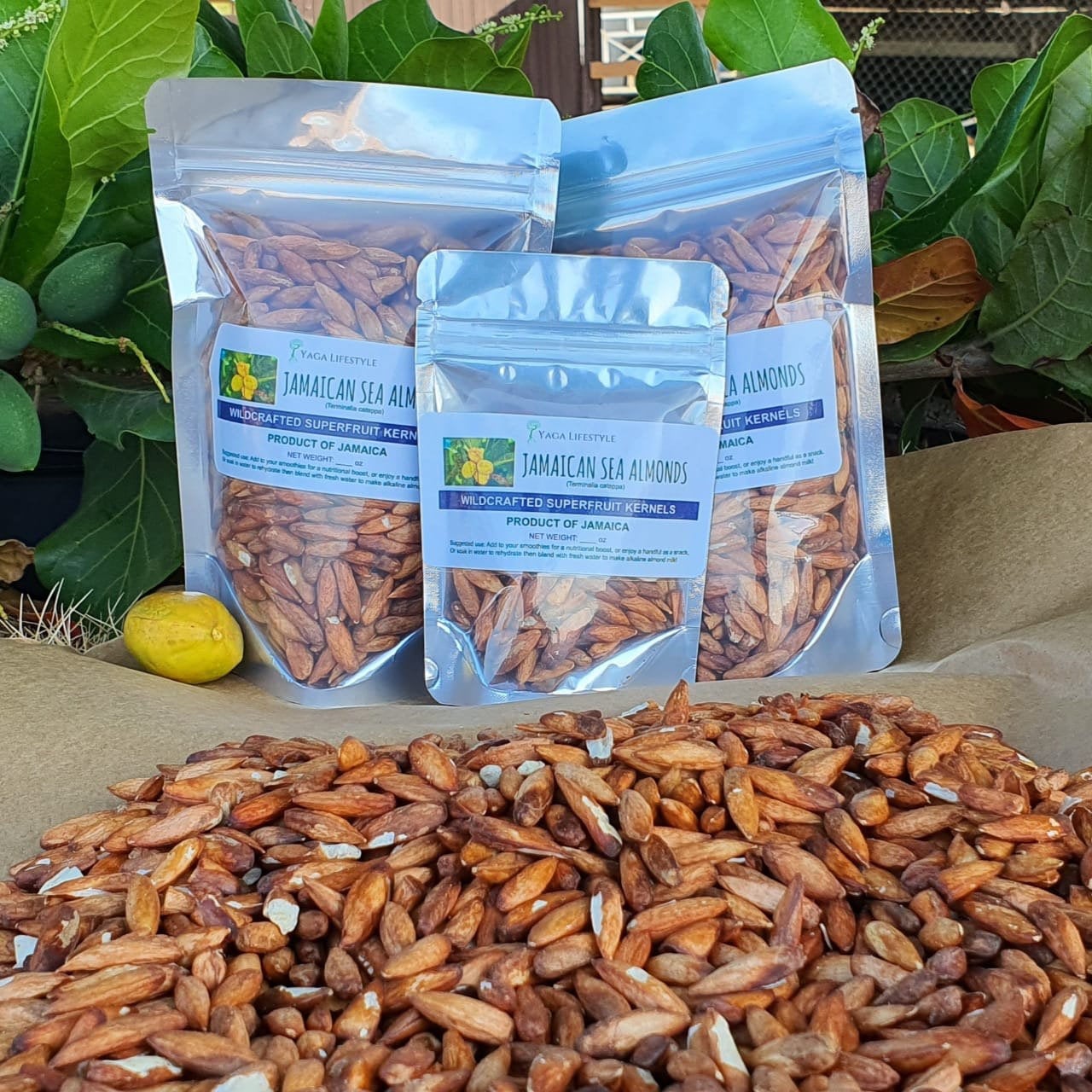 Jamaican Tropical Sea Almond Nut (Raw, Wildcrafted, Superfood Kernel) - Yaga Lifestyle